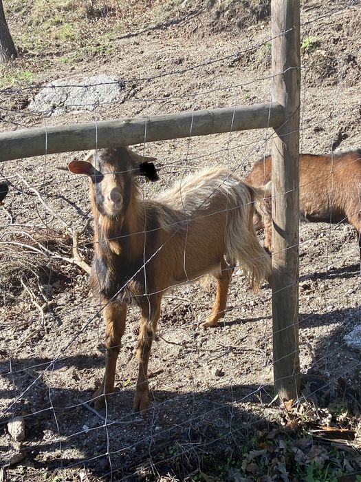Bode dois anos raça leiteira