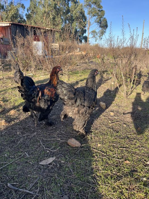 Galos Brahma 4 meses