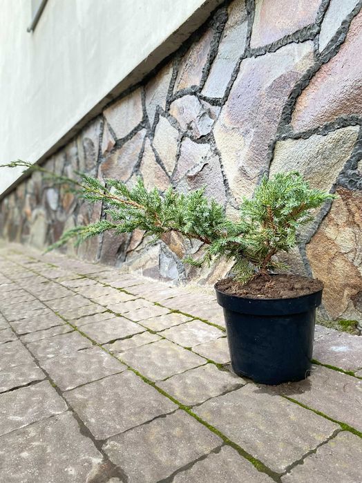 Ауреа Нана Туя Смарагд Ялівець Кипарисовик Ялинка  Мунглоу П9 і 3Л