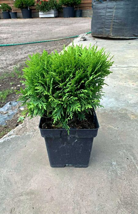Туя західна 'Даніка', Thuja occidentalis 'Danica' С3