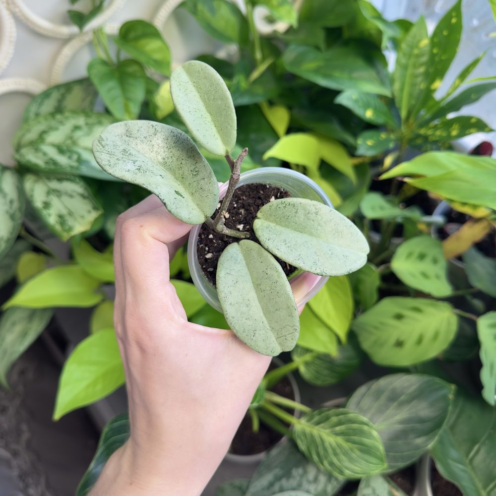 Набір Hoya Tricolor + Nova Ghost, набір хойя триколор та нова гост