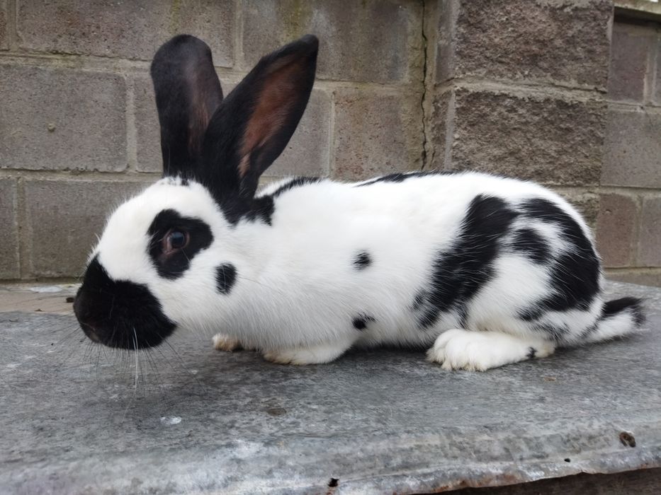 Кролі НСВ молоді самці