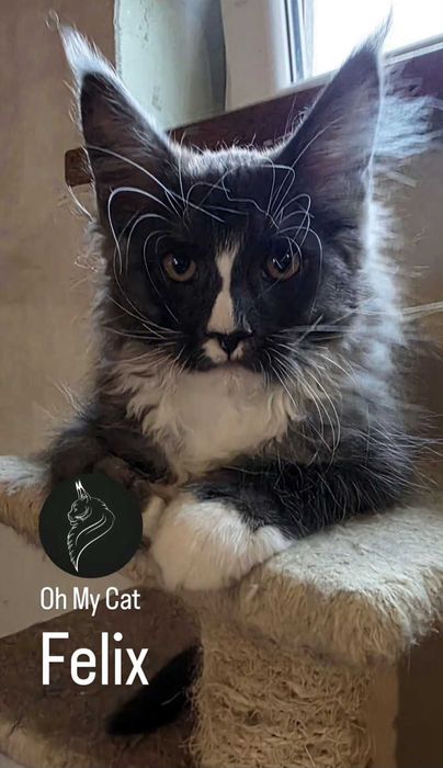 Piękny kocurek Felix  MAINE COON