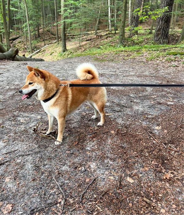 Plany hodowlane zima 2025 - shiba ZKwP rezerwacja