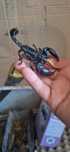 Skorpion heterometrus silenus (petersii)