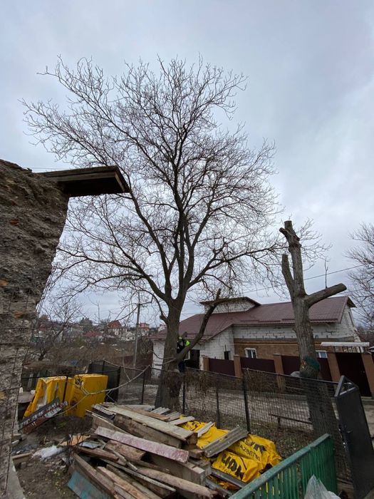 Спил деревьев Аккуратно с опытом 8лет Омоложение сада