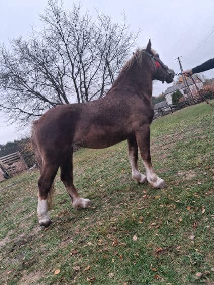 Sprzedam lub zamienię klacz