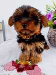 York Yorkshire Terrier Suczka