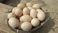 Ovos de pata para consumo ou reprodução