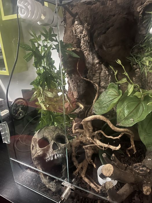 Terrario para reptil