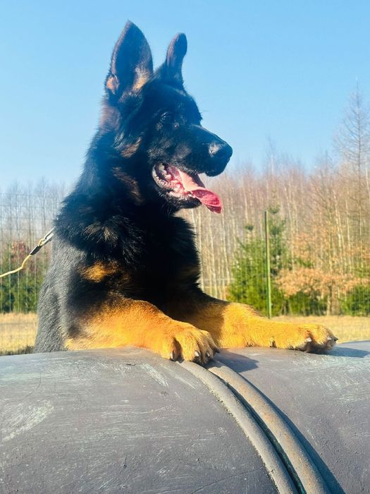 Owczarek niemiecki czarny pies zaszczepiony odrobaczony