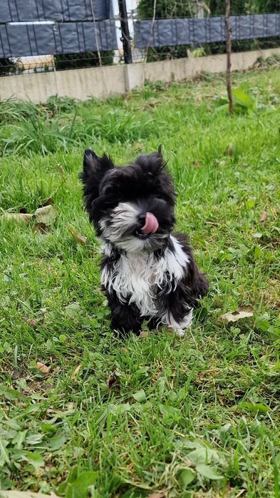 *Micro* chłopczyk IDEALNY Yorkshire Terrier