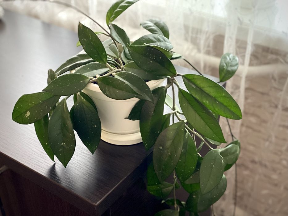 Вазон Хойя мʼясиста (восковий плющ)