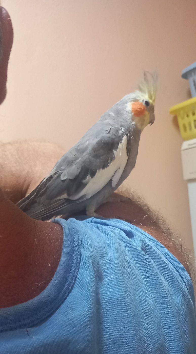 Caturra macho mais ou menos manso