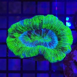 Trachyphyllia - Green, lps, morskie, akwarium, Koralowiec