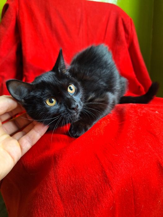 Черный кастрированный  котёнок мальчик ищет дом! Котята в хорошие руки