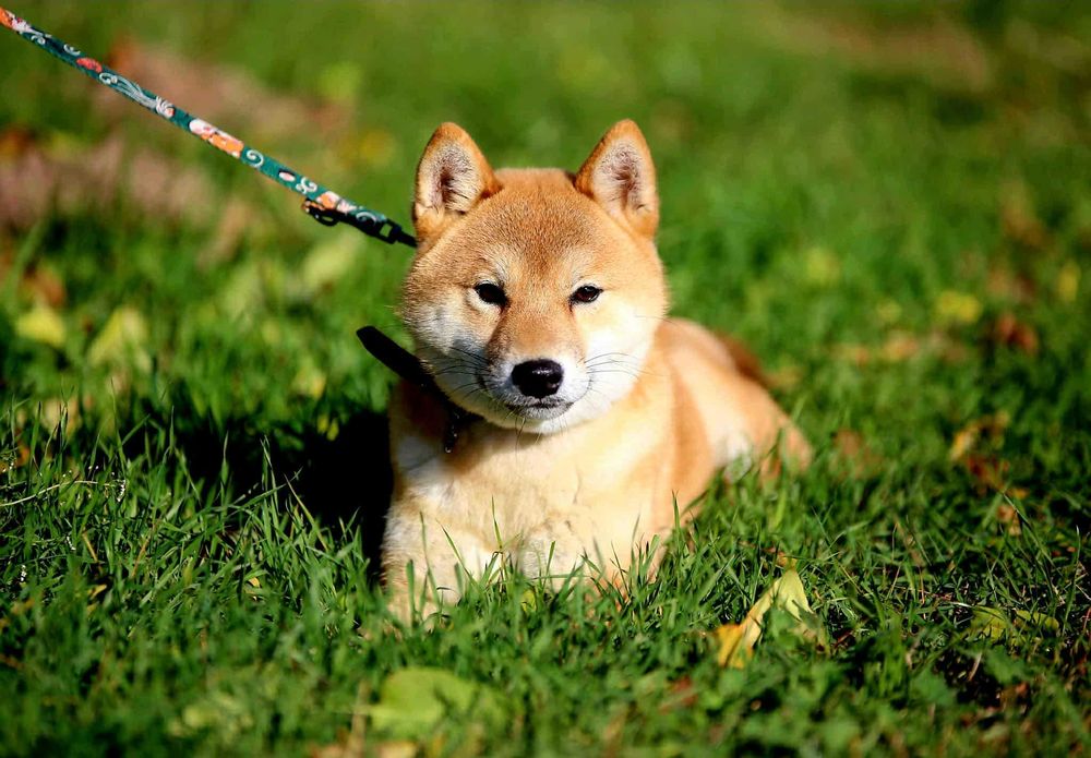 Piękny samiec z doskonałym rodowodem ZKwP FCI