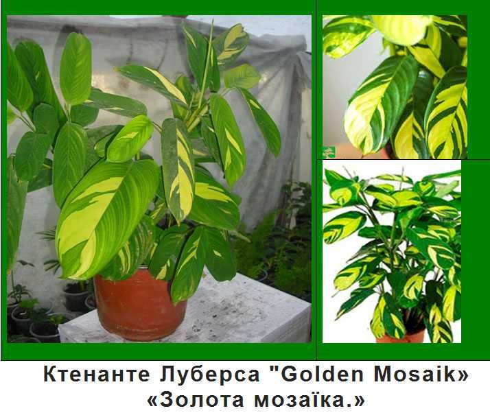 Шефлера Дифенбахія  Ктеанте Кімнатні рослини квіти