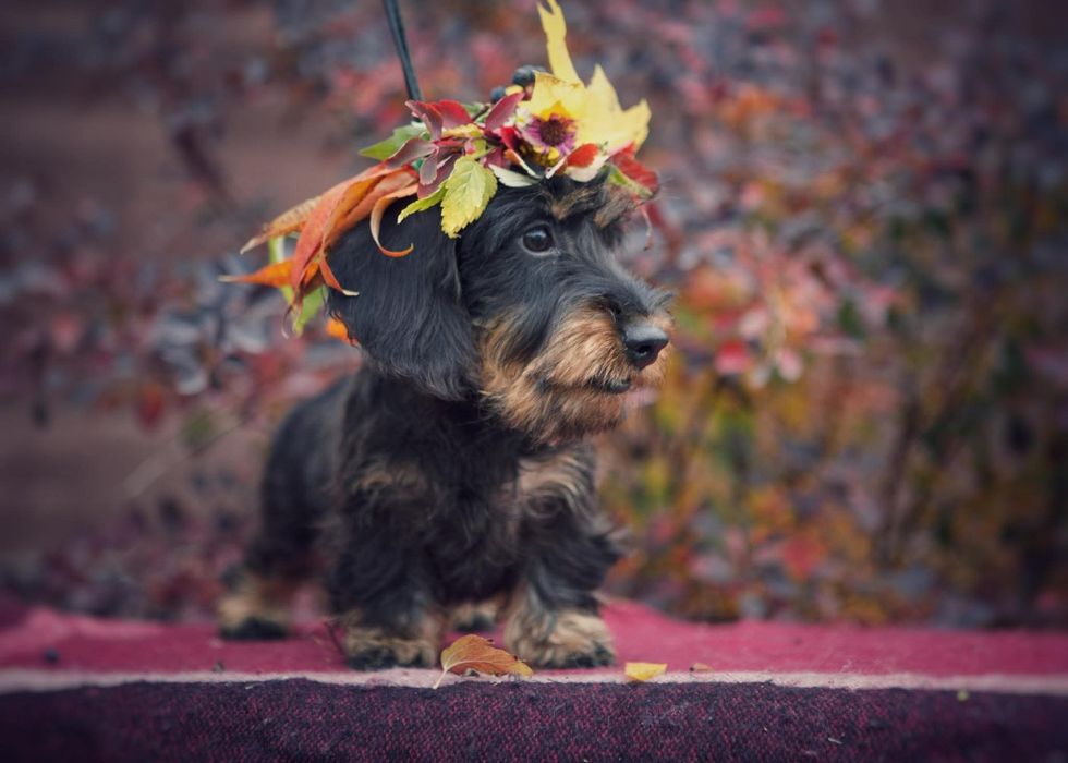 Мініатюрна жосткошерстна такса