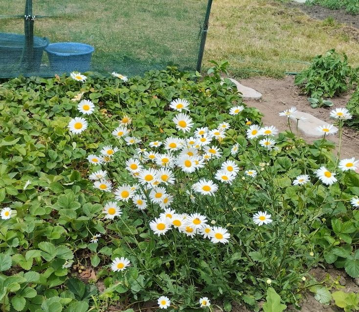 Ромашка звичайна