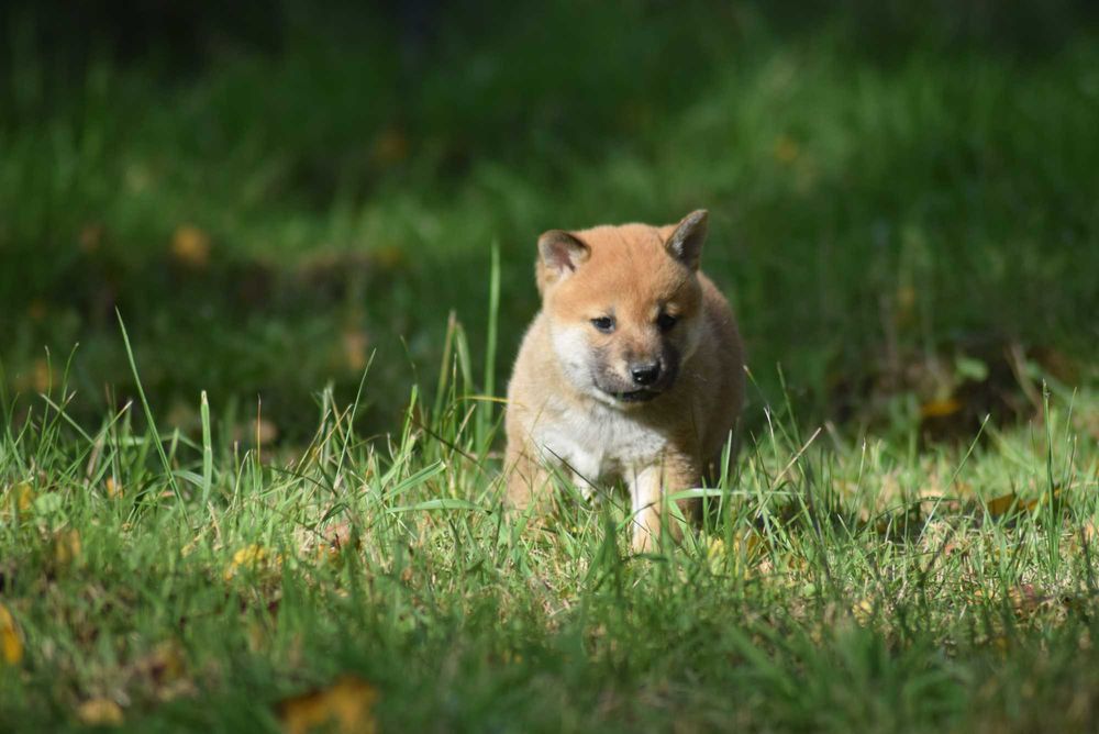 Shiba z rodowodem po Championach - ojciec z Japoni