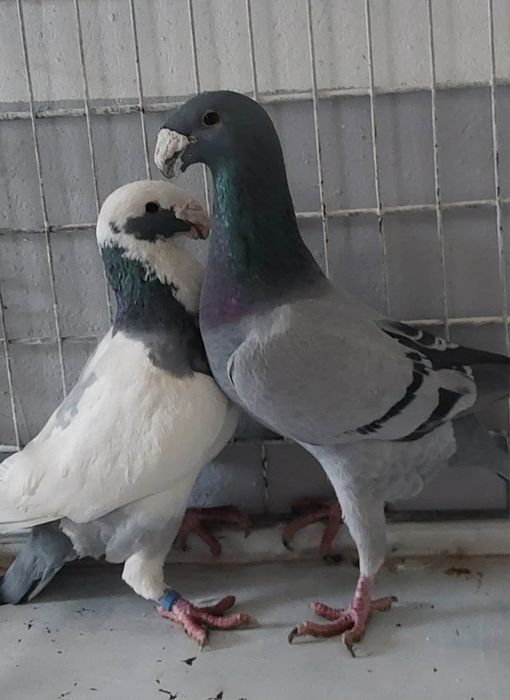 Gołąb niemieckie wystawowe
