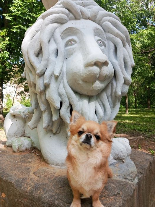 Жених Чихуа Хуа горячий мужчина