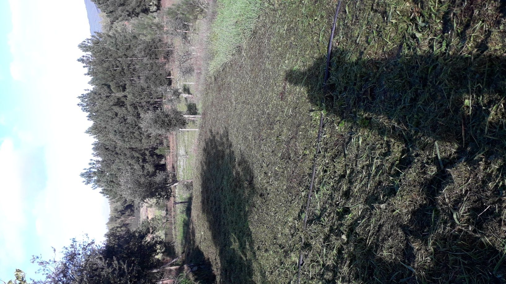 Limpeza de terrenos