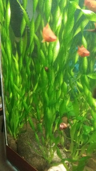 Валлиснерия спиральная.Аквариумные растения.Валиснерия.Водоросли.