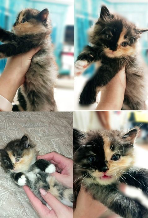 Кошенята в хороші руки