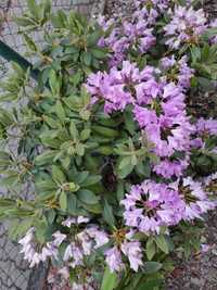Rododendron fioletowy