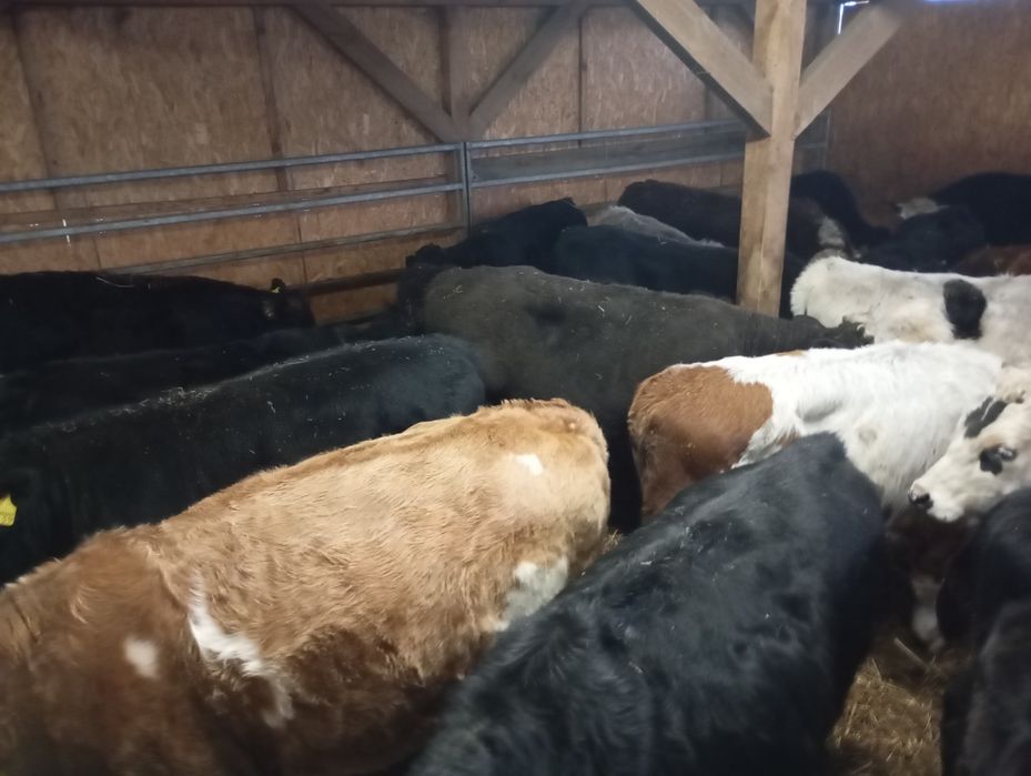 Byki na opas odsatki