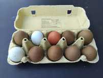 Silki, kury ozdobne, sileczki, wyandotte, marans, easter egger
