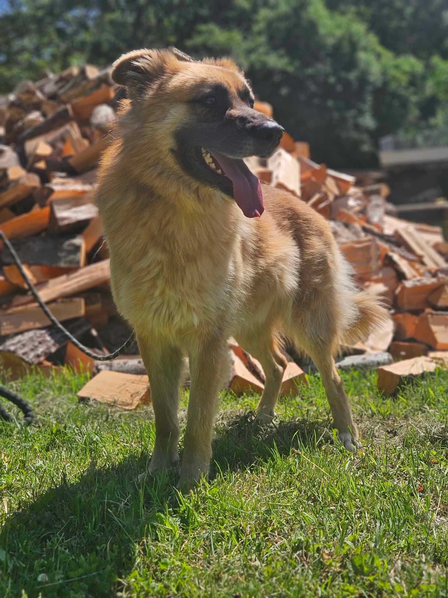 Leonberger mix   Neon  schronisku w Zgierzu aktualne