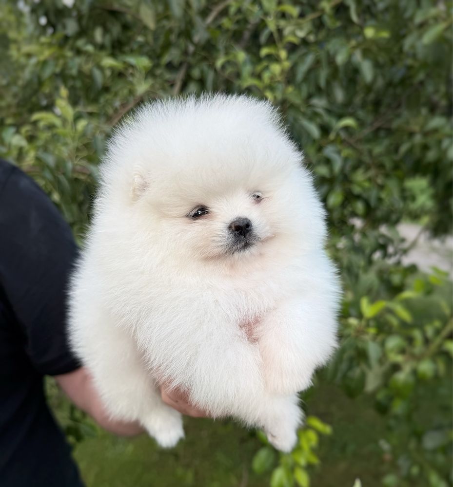 Szpic miniaturowy Pomeranian Suczka Zkwp FCI