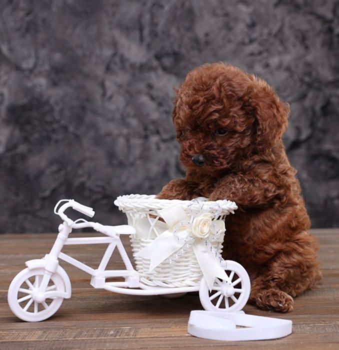 Ekskuzywna Suczka Pudel Toy Red Brown