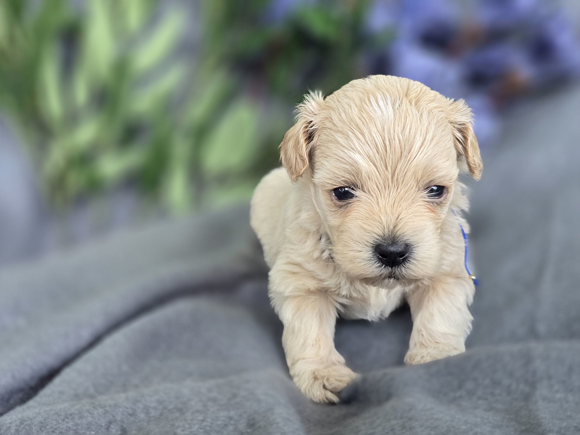 Maltipoo hybryda pudel toy maltanczyk