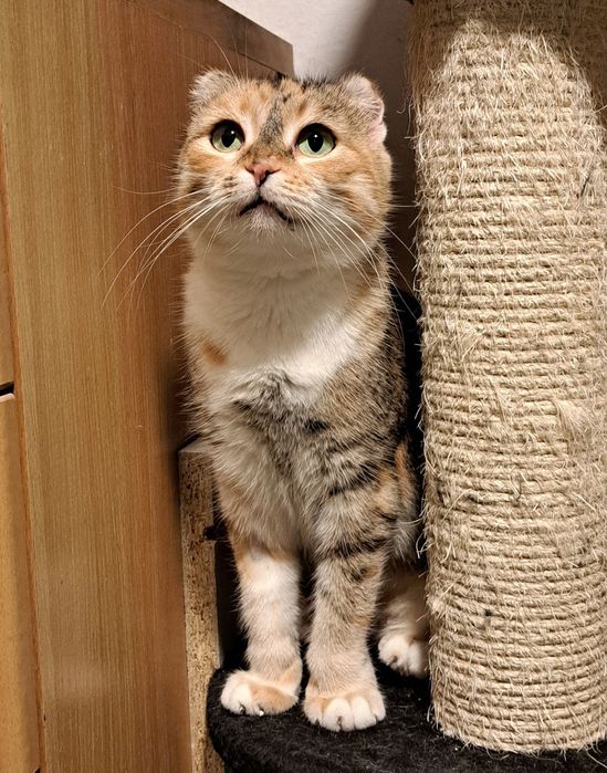 Sofi czeka na swój ciepły domek