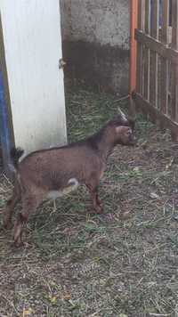 Cabrito anão macho