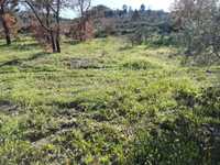 Terreno em Salvador (Penamacor)