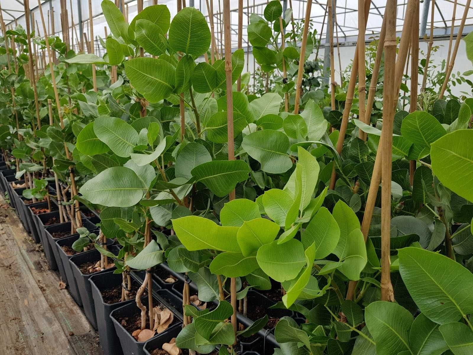 Plantas de pistacho ENXERTADAS