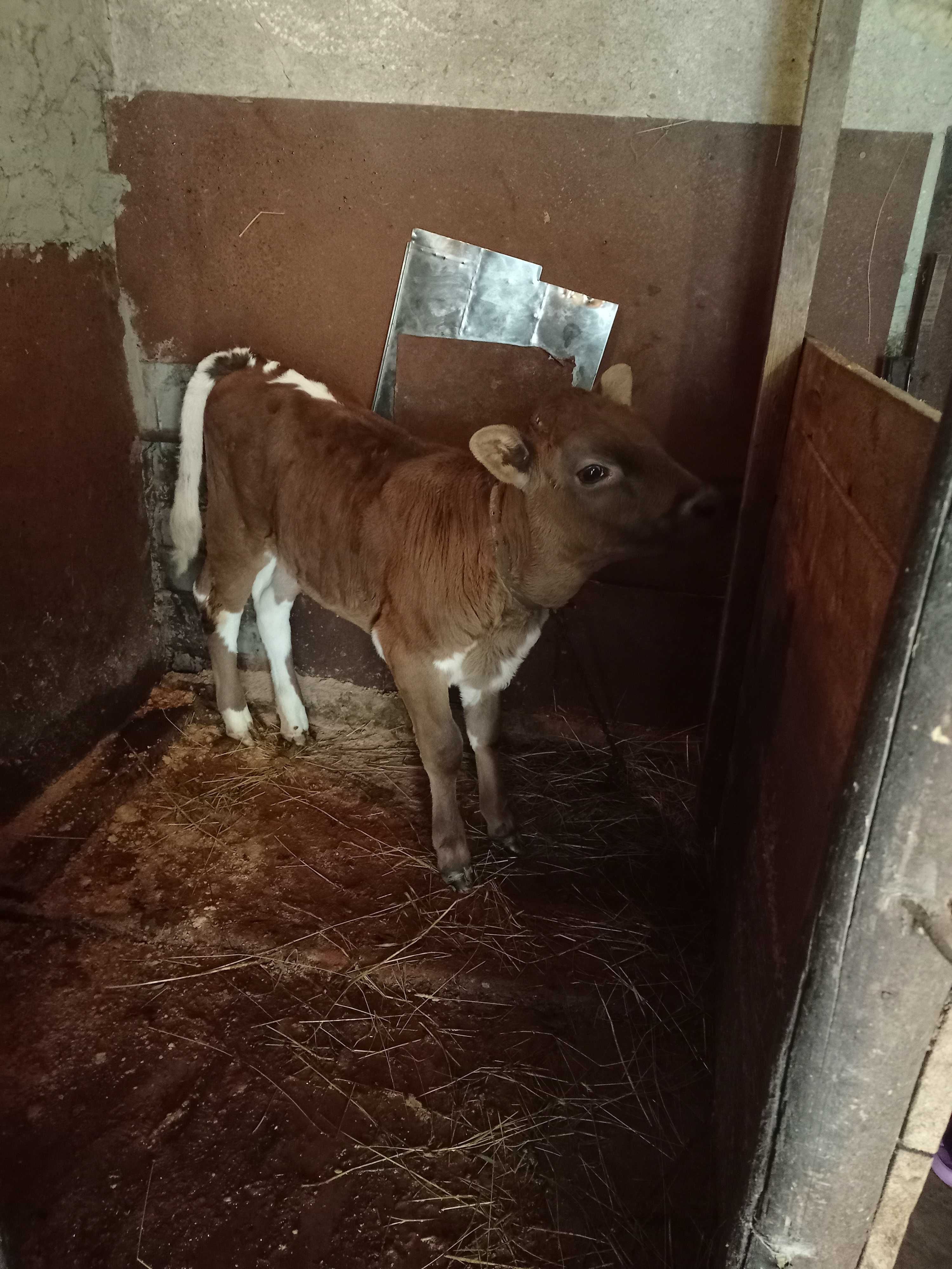 Продам теличку всі деталі за номером