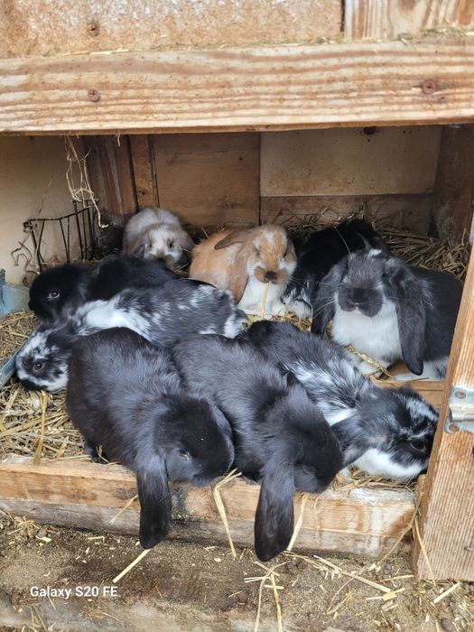 Króliki młode baran francuski