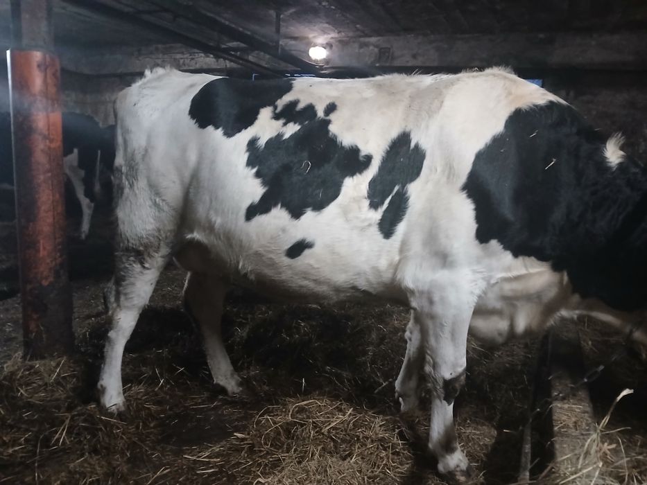 Sprzedam jałówkę wysokocielną,