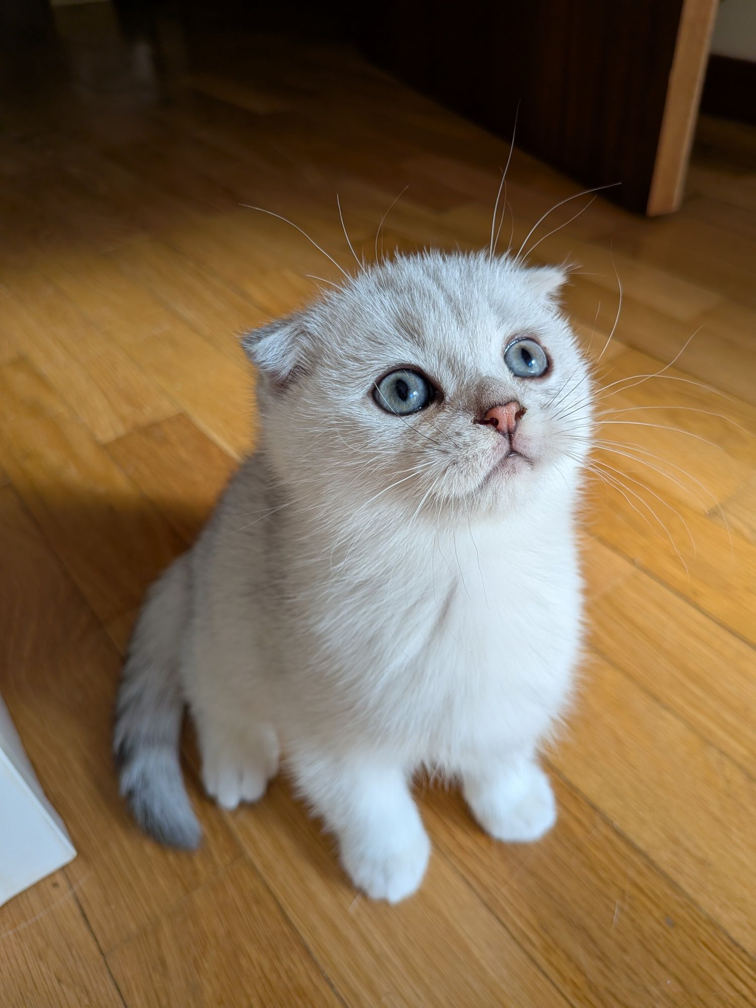 Gatinho Scotiish Fold