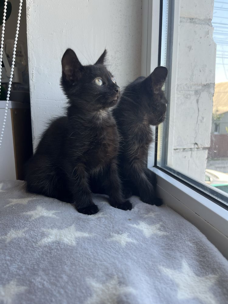 Котенята, котята, котики, котёнок, кіт, кот, котеня хлопчик з притулку