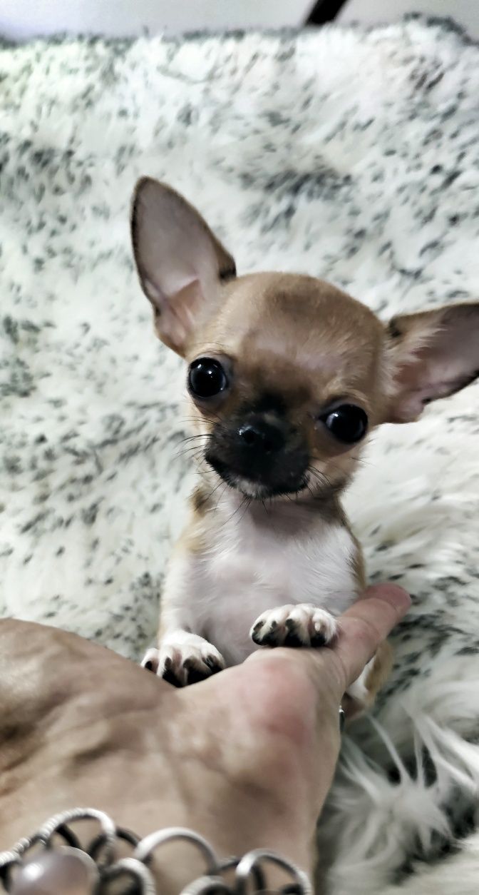 ***Mini Czteromiesięczna Laleczka Chihuahua*** Gotowa Do Odbioru ***