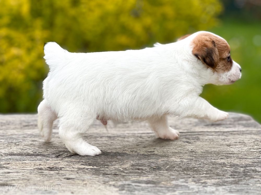 Piesek Jack Russell terrier ZKWP/FCI  szorstkowłosy