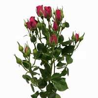 Bukiet Sztuczny Róża Nierozwinięta 55 Cm Kwiat 5 Cm Czerwona