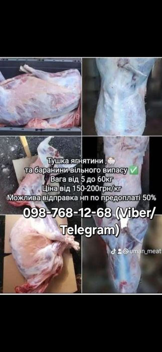 Тушка козеня, коза, козлятина, ягнятина, баранина.